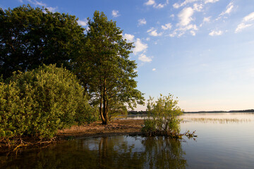 tree on the lake, Poland