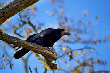 crow on a branch