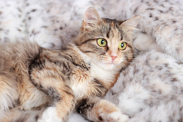 Cute Cat. Beautiful Kitten rests on light fur. Cat close-up on a white background. Kitten with big green eyes. Pet. Without people. Pets concept.  Close up portrait of a cat.