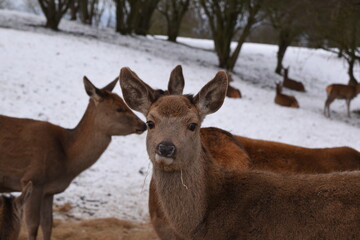 farmland deer eating hay in the icy snow