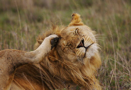 Male lion (Panthera leo) sitting on savannah scratching mane with back foot; Serenera, Tanzania