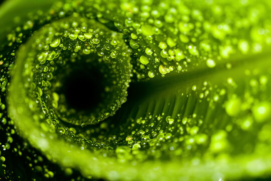 Macro image of water droplets on a furled plant