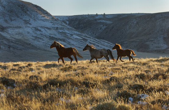 Small band of wild horses trots to join a herd as they graze in the high desert of western public lands; Wyoming, United States of America