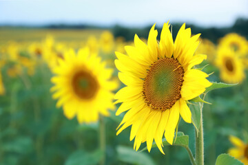 Fototapeta premium Agricultural field with yellow sunflowers. Long rows of nice yellow sunflower in the field. Perfect wallpaper. Beautiful sunflower field for background. Organic Farming. Smallholding. Sunflower oil .
