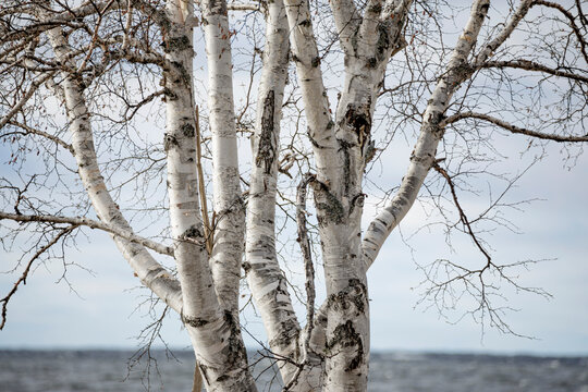 Close-up of a leafless tree with white bark on the shore of Lake Superior; Porphryry Island, Ontario, Canada