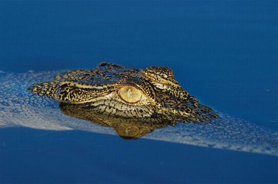Crocodile head and eye on the water's surface in Kakadu National Park; Northern Territory, Australia