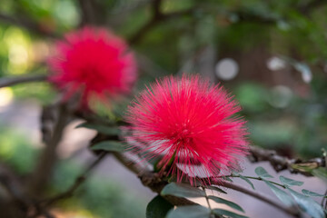 Fluffy pink flowers of pink powder puff closeup. Blurred green leaves background