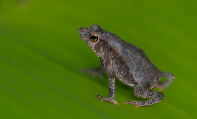 Obraz premium Frog in South America
