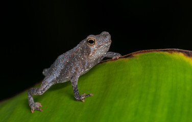 Frog in South America