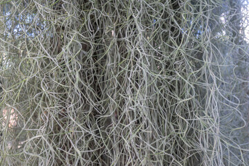 Old mans beard closeup. Almost white plant of tillandsia usneoides, spanish moss
