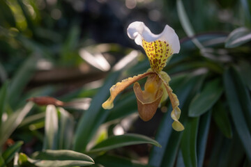 White and yellow flowers of Splendid Paphiopedilum or slipper orchid