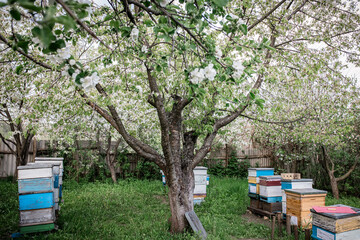 Apiary in spring under a flowering apple tree on green grass. Hives with bees during spring honey...