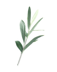 Fototapeta premium Olive twig with fresh green leaves on white background