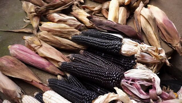 Ears of corn in my town, Guatemala.