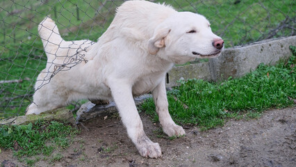 Perro blanco pasando a través de una valla para liberarse de la esclavitud en el campo