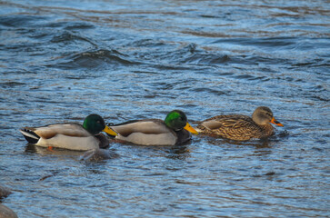ducks in the water