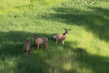 deer in the grass