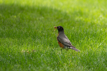 Robin in the grass with a worm in its beak