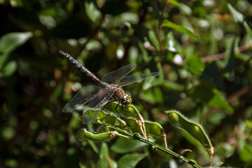 dragonfly resting on a branch