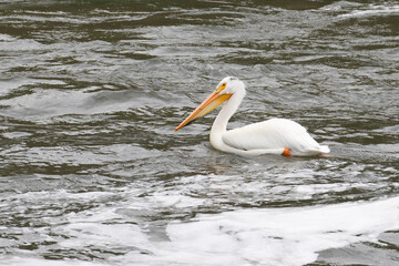 white pelican in the water