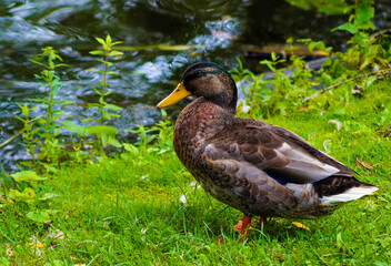 duck in the water