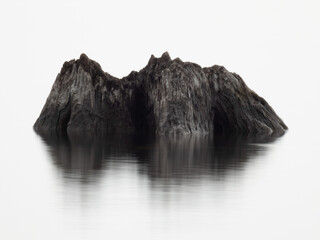 Fallen tree floating on the surface of the lake