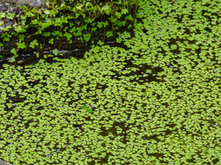 Brilliant green aquatic plants floating on the waterside