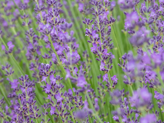 Obraz premium Lavender with bright purple flowers
