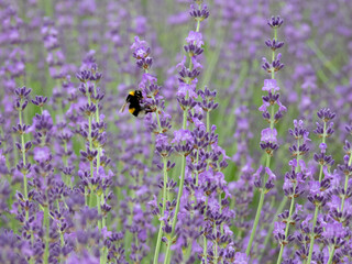 Lavender with bright purple flowers