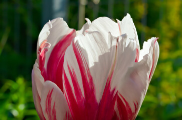 Kwiat tulipan w pełnym rozkwicie. Biało czerwony. - obrazy, fototapety, plakaty