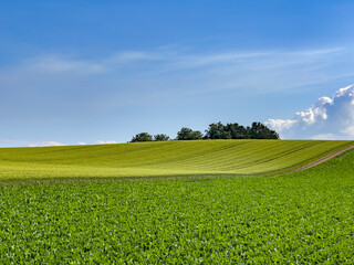 A summer hill with a refreshing view