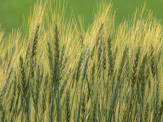 Wheat ears growing in the summer sun