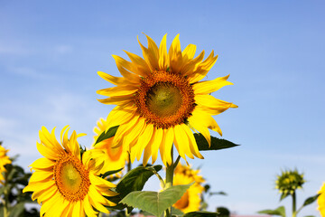 Sunflowers are blooming with bule sky. Sunflower field