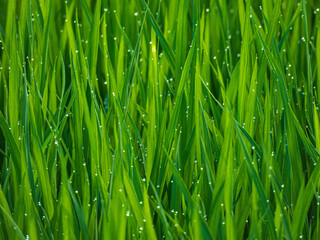 Fototapeta na wymiar Rice wet with morning dew