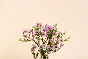 Pink white waxflower on yellow background.