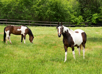 Obraz premium two horses on a meadow