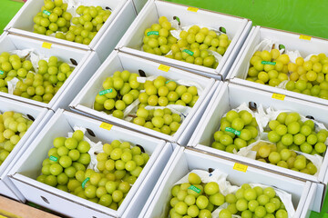 シャインマスカットの直売