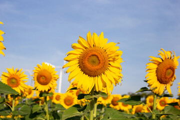 Fototapeta premium Sunflowers are blooming with blue sky. Sunflower field