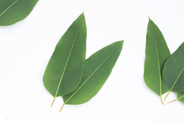 Eucalyptus leaves on white background.