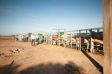 Group of cowboys on a cattle farm. cow farm with a beautiful blue sky.