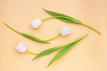 Obraz na płótnie Canvas White pink tulips on orange pastel background.