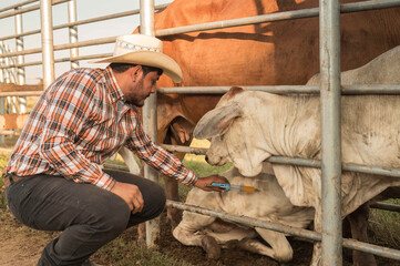 Veterinario con geringa en mano vacunando el ganado vacuno. 