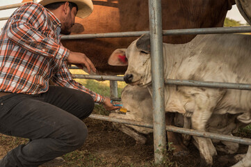 Ganadero vacunando a una vaca en una finca de ganada bovino.