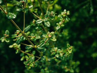 Close up of a plant