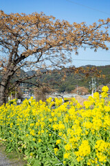 栴檀と菜の花	