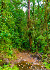 Obraz premium Path through Jungle in Tenorio Volcano National Park, El Pilon Station, Alajuela Province, Guatuso, Costa Rica