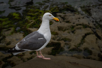 2022-12-26 A LONE SEAGULL STANDING ON THE ROCKS IN THE LA JOLLA COVE AREA OF SAN DIEGO