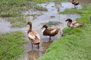 Free range duck farm. Natural organic duck