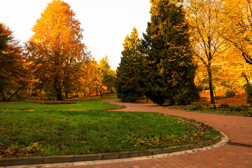 Fototapeta na wymiar Beautiful yellowed trees and paved pathway in park