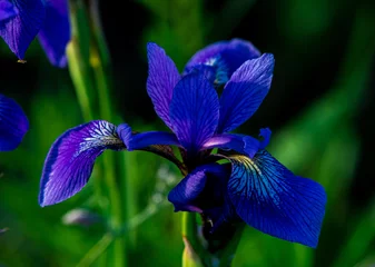 Tuinposter Wild purple iris © Glenn G. Mack